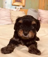 Shamus, a male Morkie for sale in Mora, NM – Photo 1 of 2