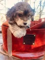 Shamus, a male Morkie for sale in Mora, NM – Photo 3 of 10