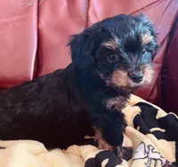 Shamus, a male Morkie for sale in Mora, NM – Photo 8 of 10