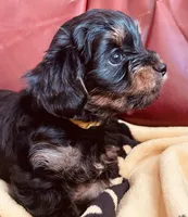 Shamus, a male Morkie for sale in Mora, NM – Photo 7 of 10