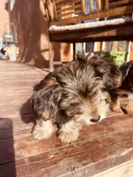 Shamus, a male Morkie for sale in Mora, NM – Photo 2 of 10