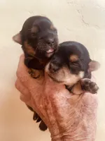 Mopsie, a female Yorkshire Terrier for sale in Mora, NM – Photo 2 of 5