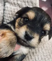 Mopsie, a female Yorkshire Terrier for sale in Mora, NM – Photo 1 of 5