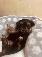 Mopsie, a female Yorkshire Terrier for sale in Mora, NM – Photo 5 of 5