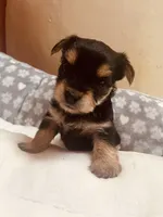 Mopsie, a female Yorkshire Terrier for sale in Mora, NM – Photo 3 of 5