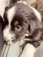 Bethsheba, a female Australian Shepherd for sale in Mora, NM – 4 of 8