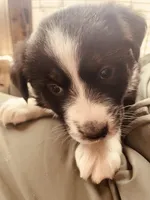 Bethsheba, a female Australian Shepherd for sale in Mora, NM – 3 of 8