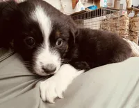 Bethsheba, a female Australian Shepherd for sale in Mora, NM – 8 of 8