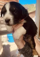 Bethsheba, a female Australian Shepherd for sale in Mora, NM – 6 of 8