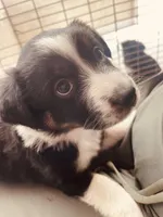 Bethsheba, a female Australian Shepherd for sale in Mora, NM – 2 of 8