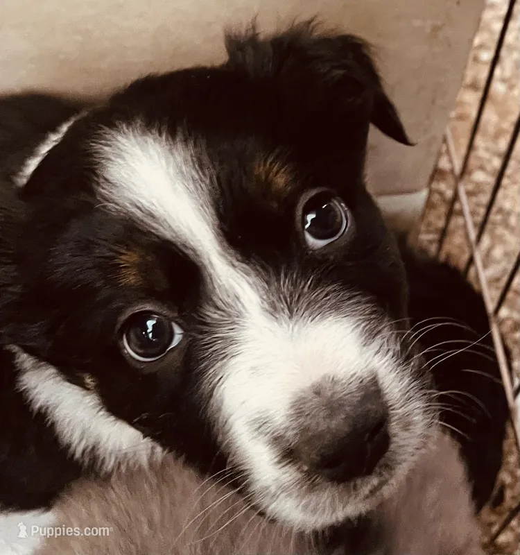 Bethsheba – Australian Shepherd puppy for sale in Mora, NM