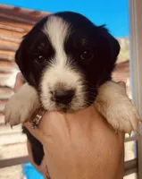 Bethsheba, a female Australian Shepherd for sale in Mora, NM – 7 of 8