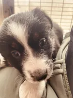Bethsheba, a female Australian Shepherd for sale in Mora, NM – 5 of 8