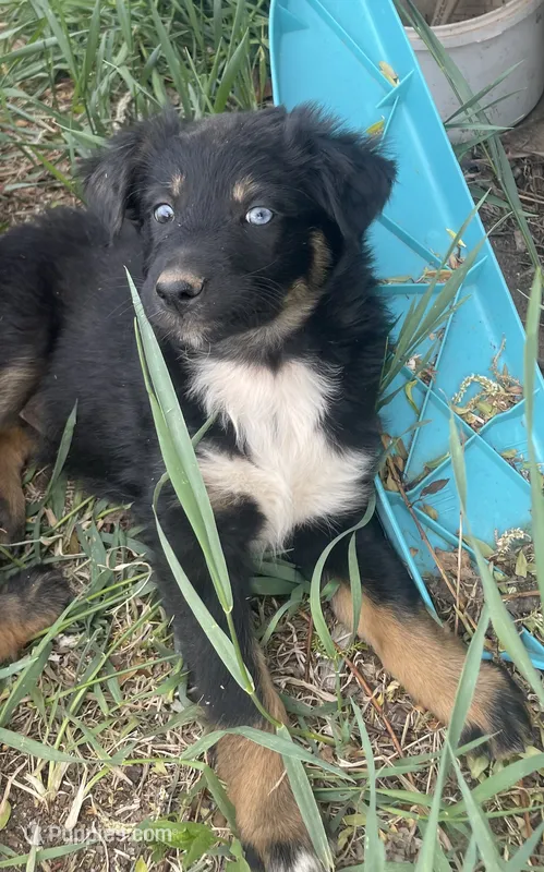 Betty – Australian Shepherd puppy for sale in Mora, NM