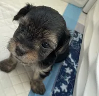 Cash, a male Morkie for sale in Mora, NM – 5 of 6