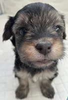 Cash, a male Morkie for sale in Mora, NM – 6 of 6