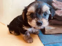 Mayblenne, a female Yorkshire Terrier for sale in Mora, NM – Photo 2 of 8