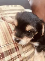 Mayblenne, a female Yorkshire Terrier for sale in Mora, NM – Photo 7 of 8