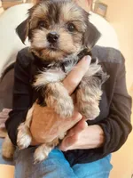 Mayblenne, a female Yorkshire Terrier for sale in Mora, NM – Photo 1 of 8
