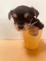 Mayblenne, a female Yorkshire Terrier for sale in Mora, NM – Photo 5 of 8