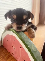 Mayblenne, a female Yorkshire Terrier for sale in Mora, NM – Photo 6 of 8
