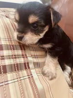 Mayblenne, a female Yorkshire Terrier for sale in Mora, NM – Photo 8 of 8