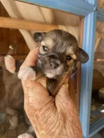Carmella, a female Morkie for sale in Mora, NM – 2 of 2