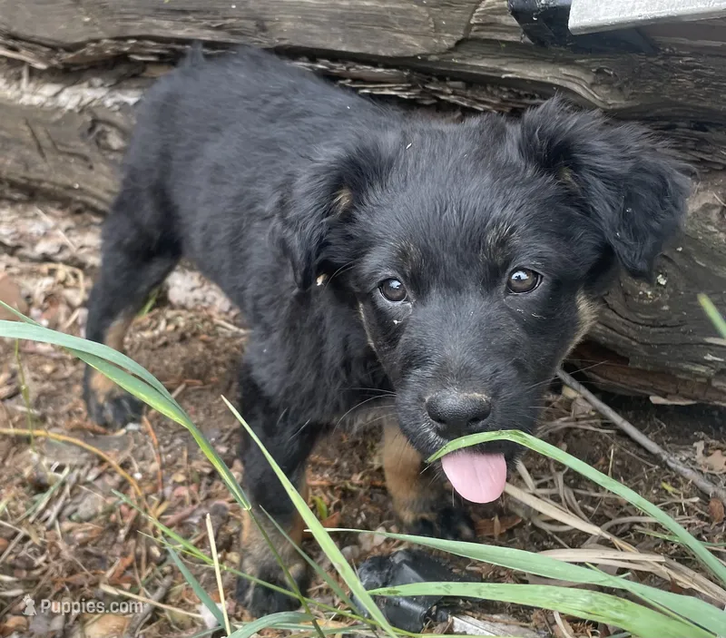 Becky – Australian Shepherd puppy for sale in Mora, NM