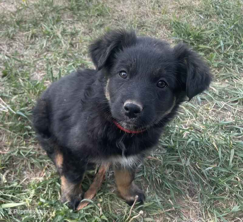 Becky – Australian Shepherd puppy for sale in Mora, NM
