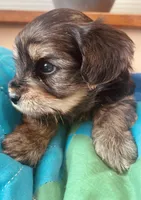 Fergus, a male Morkie for sale in Mora, NM – Photo 2 of 4