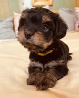 Fergus, a male Morkie for sale in Mora, NM – Photo 1 of 4