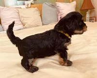 Fergus, a male Morkie for sale in Mora, NM – Photo 3 of 4