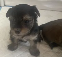 Cash, a male Morkie for sale in Mora, NM – 2 of 6