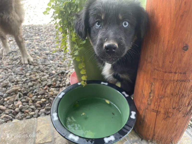 Burt – Australian Shepherd puppy for sale in Mora, NM