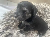 Charlie, a male Morkie for sale in Mora, NM – 2 of 4