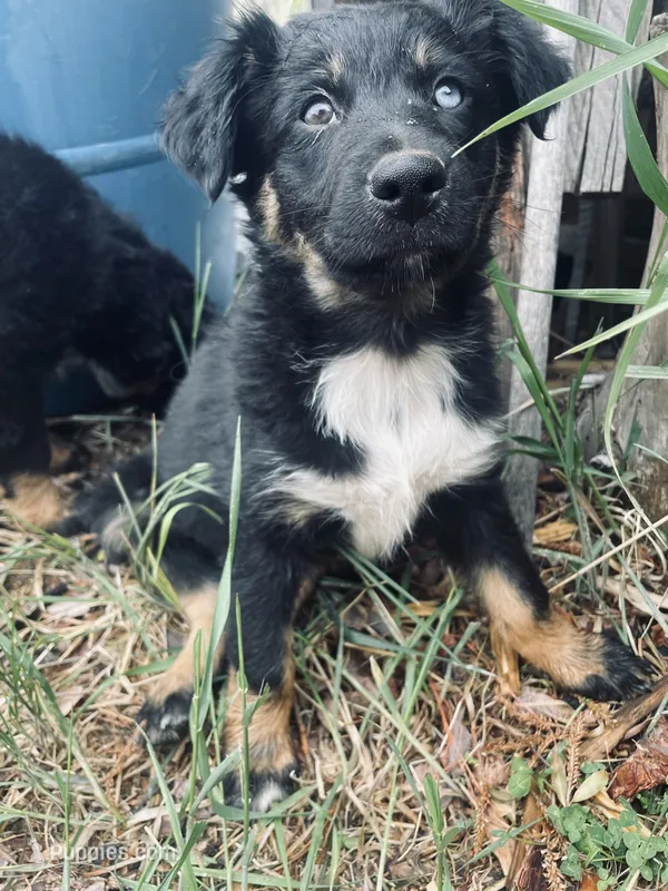Betty – Australian Shepherd puppy for sale in Mora, NM