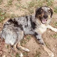 Whitney Hill Mitzie, a female Australian Shepherd for sale in Mora, NM – Photo 3 of 6