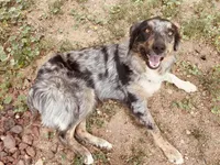 Whitney Hill Mitzie, a female Australian Shepherd for sale in Mora, NM – Photo 3 of 6