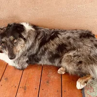 Whitney Hill Mitzie, a female Australian Shepherd for sale in Mora, NM – Photo 4 of 6