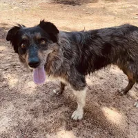 Whitney Hill Mitzie, a female Australian Shepherd for sale in Mora, NM – Photo 6 of 6