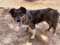 Whitney Hill Mitzie, a female Australian Shepherd for sale in Mora, NM – Photo 6 of 6