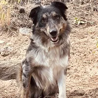 Whitney Hill Mitzie, a female Australian Shepherd for sale in Mora, NM – Photo 1 of 6