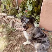 Whitney Hill Mitzie, a female Australian Shepherd for sale in Mora, NM – Photo 2 of 6