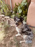 Whitney Hill Mitzie, a female Australian Shepherd for sale in Mora, NM – Photo 2 of 6