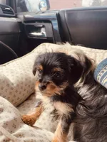 Colleen, a female Morkie for sale in Mora, NM – Photo 3 of 3