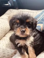 Colleen, a female Morkie for sale in Mora, NM – Photo 2 of 3