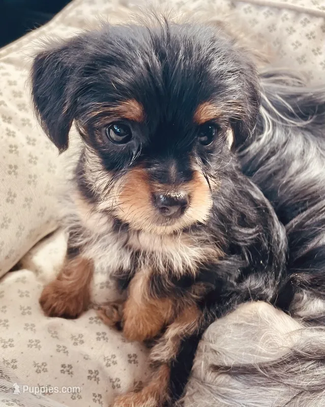 Colleen – Morkie puppy for sale in Mora, NM