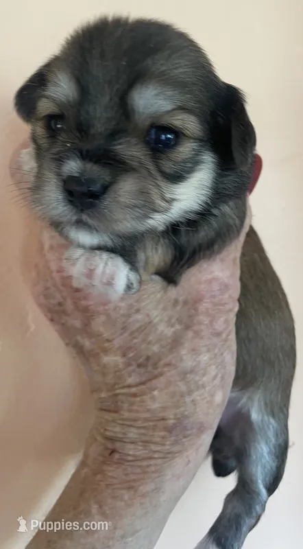 Celeste – Morkie puppy for sale in Mora, NM