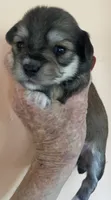 Celeste, a female Morkie for sale in Mora, NM – 1 of 3