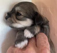 Celeste, a female Morkie for sale in Mora, NM – 2 of 3